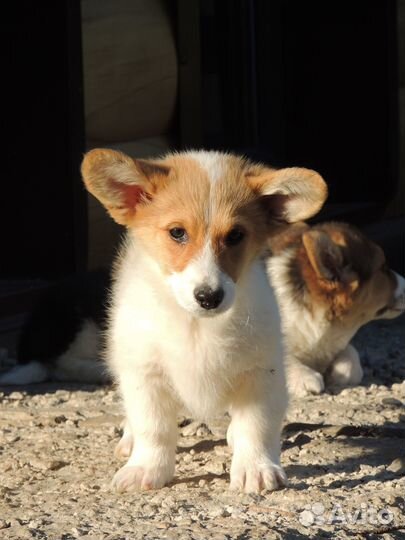 Чудо коржик