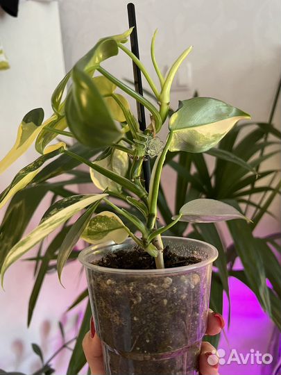 Филодендрон Виолин вар (Гитара)