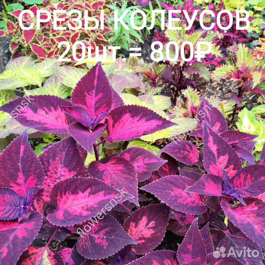 Колеусы Сортовые