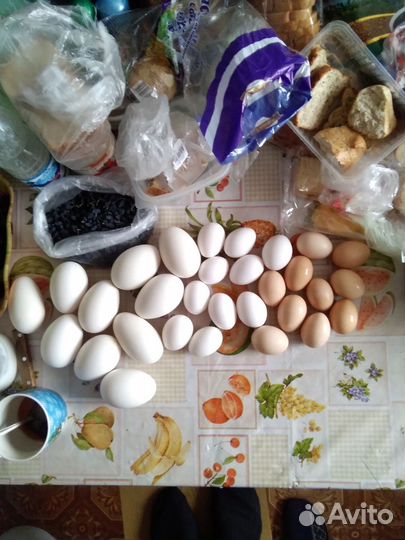 Продаю яйца куриные, гусиные