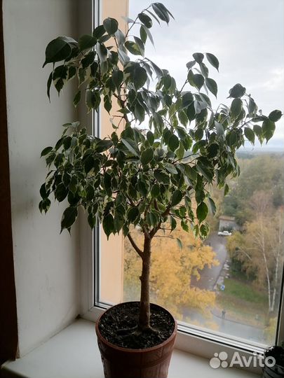 Фикус бенджамина пестролистный 85см