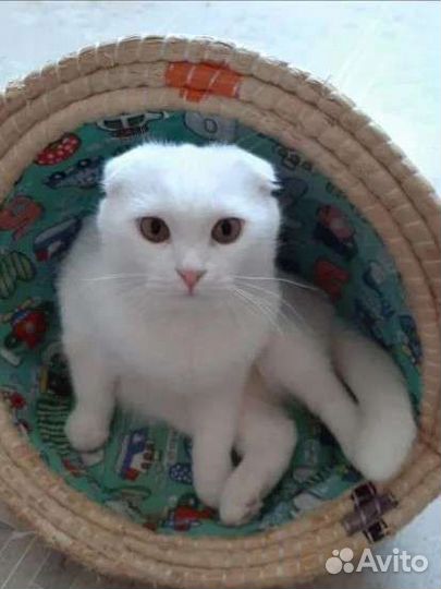 Шотландский кот вязка