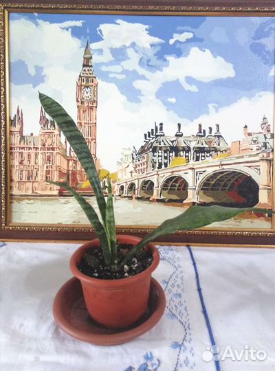 Сансевиерия