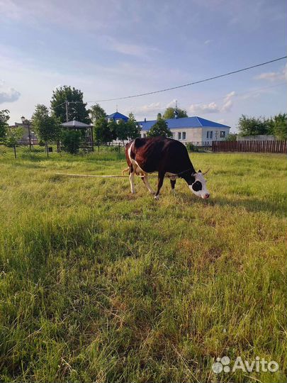 Корова стельная