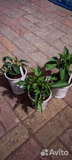 Георгины низкорослые