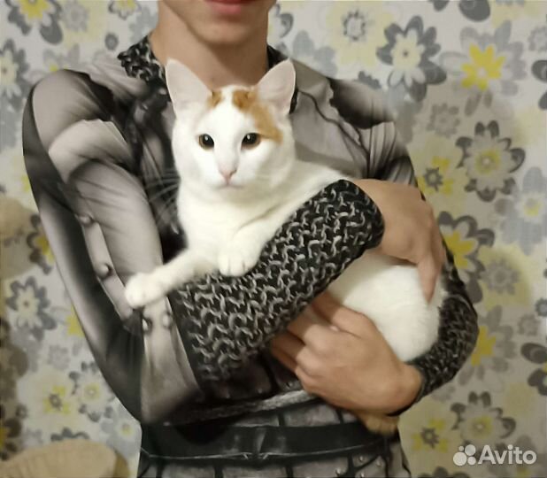 Кошки в хорошие руки