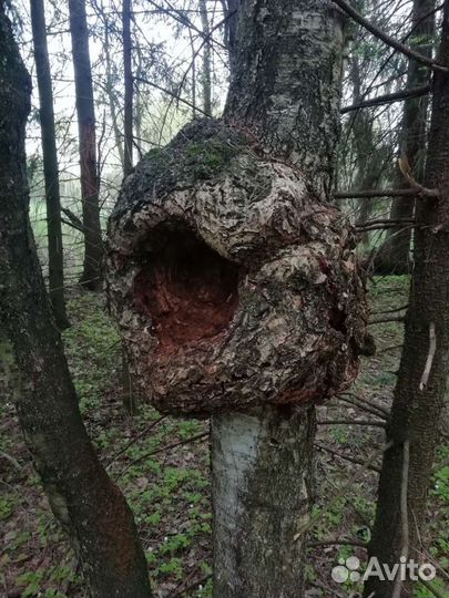 Кап сувель березовый