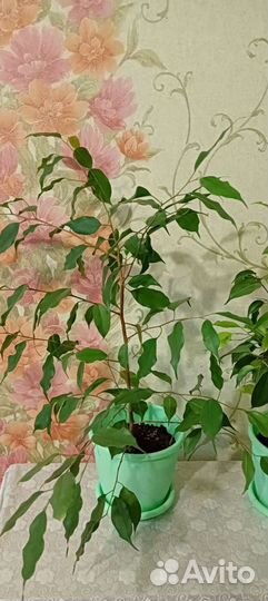 Фикус, сансевьера