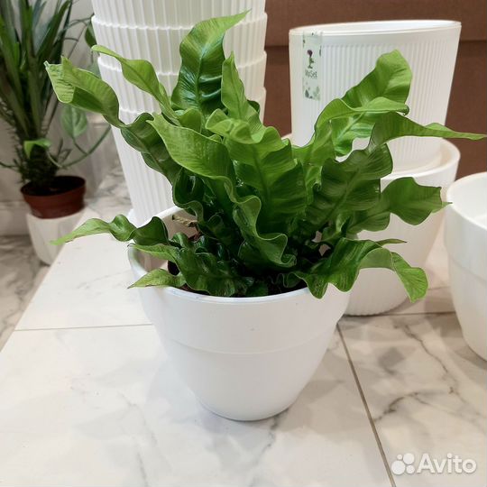 Горшки для цветов белые / Горшок для цветов