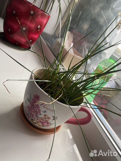 Комнатные цветы драцена