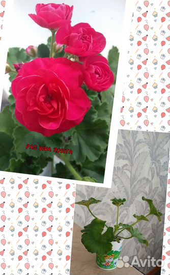 Пеларгонии