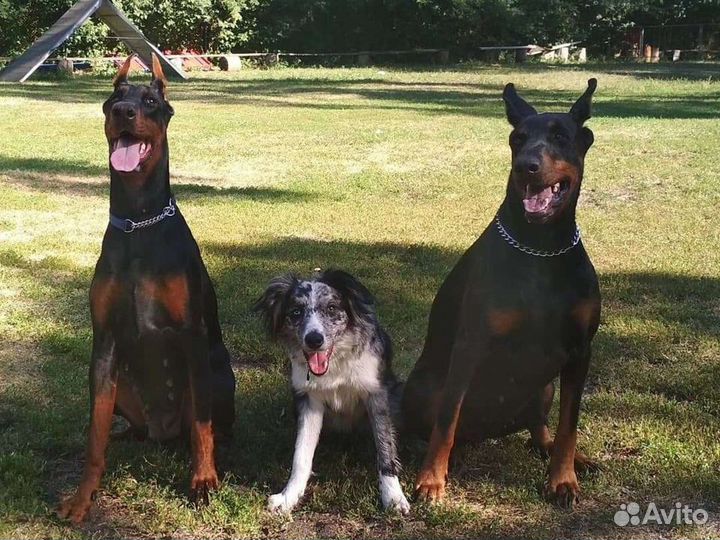 Услуги кинолога