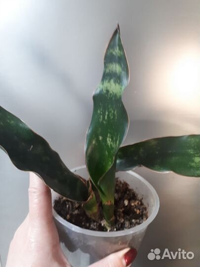 Сансевиерия муншайн и кирки