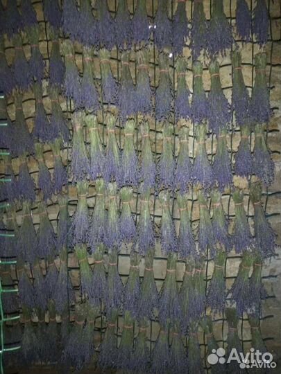 Лаванда на вес или пучки