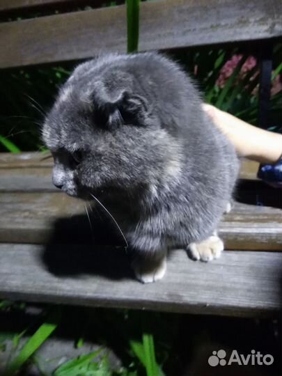 Вислоухая котенок девочка