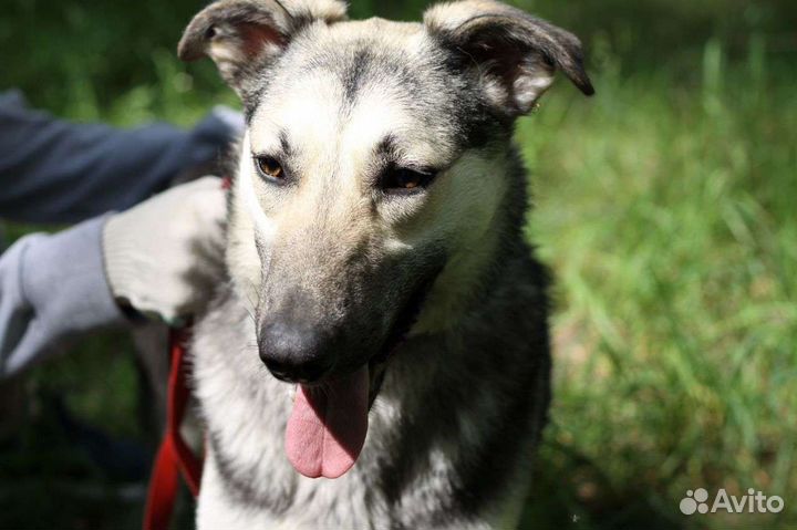 Игривый щенок ищет дом