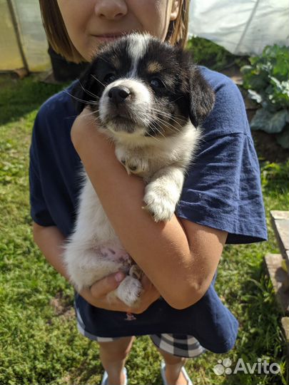 Щенок в добрые руки бесплатно