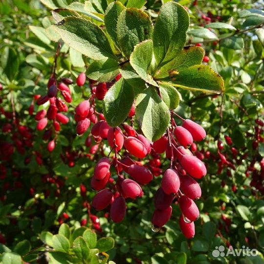 Барбарис садовый