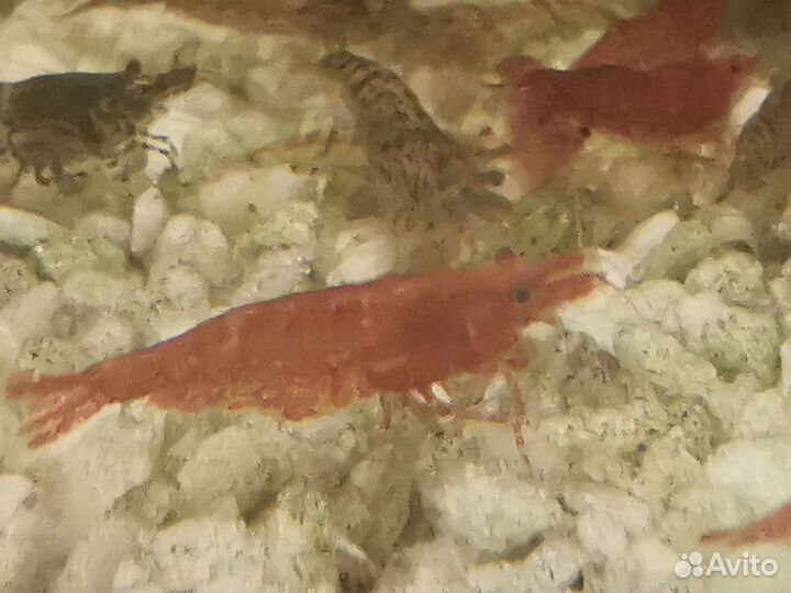 Аквариумные креветки