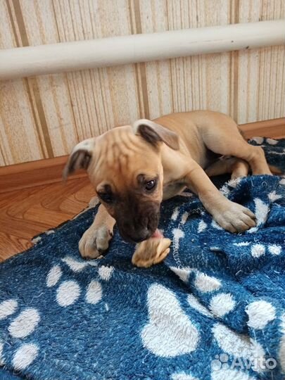 Щенок питбуля