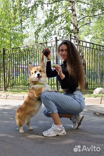 Передержка собак / Передержка кошек / Догситтер