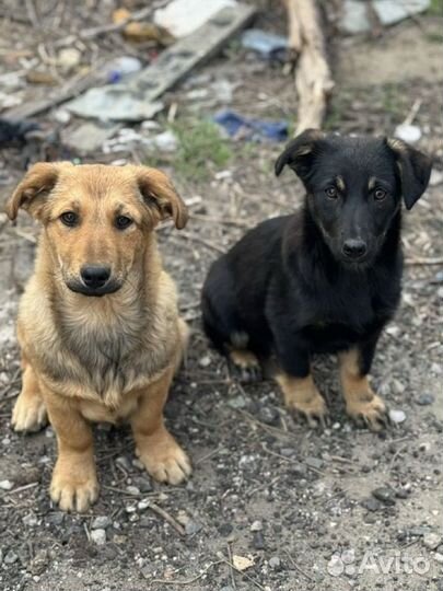Щенки бесплатно