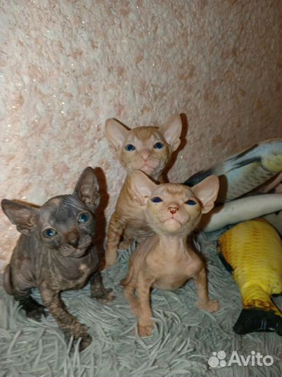 Котята сфинкс