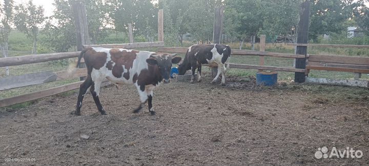 2 бычки и 2 Тёлочки.возрост,1,3.всем