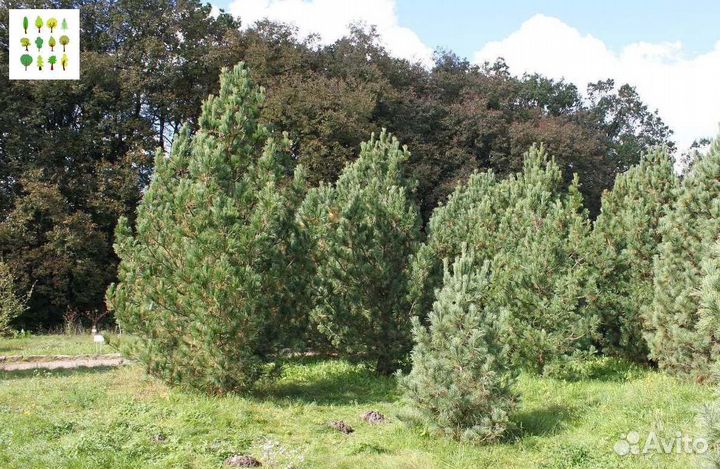 Крупномер сосна с гарантией