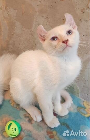 Американский кёрл котенок