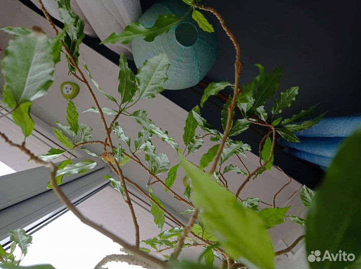 Гибискус(китайская роза)