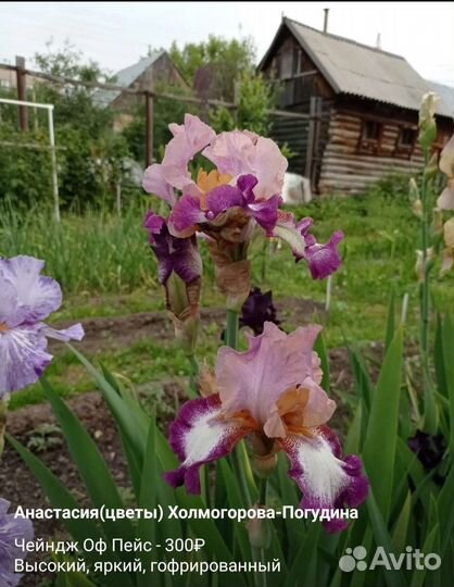 Ирисы сортовые