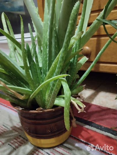 Алоэ столетник