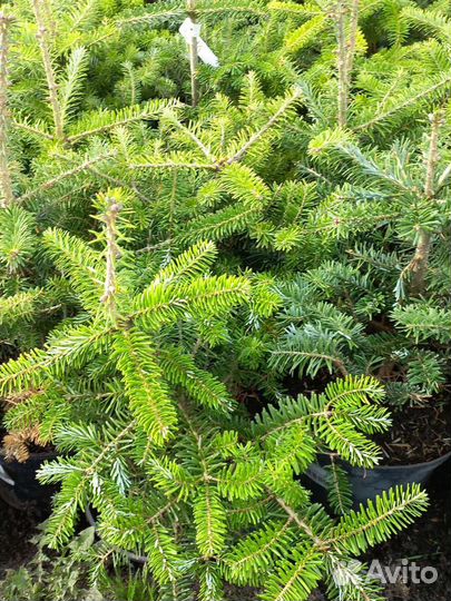 Пихта корейская из питомника растений