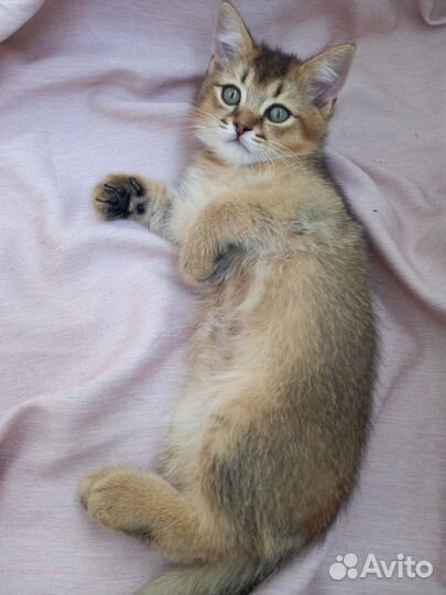 Британские котята