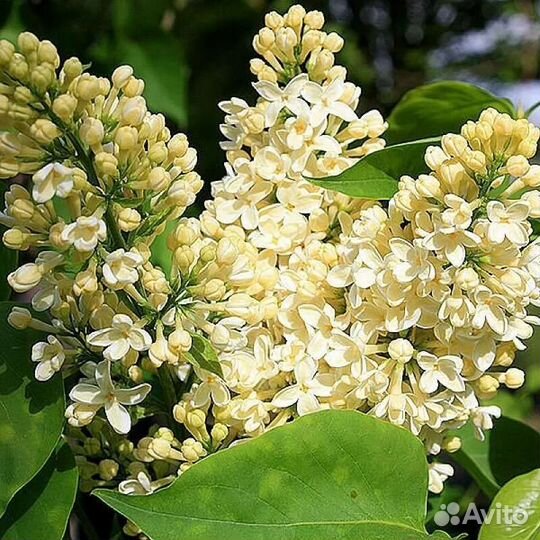 Сирень Примроуз (Primrose)