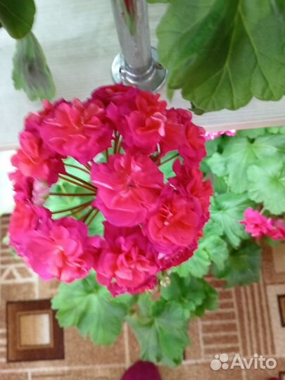 Пеларгония герань сортовая
