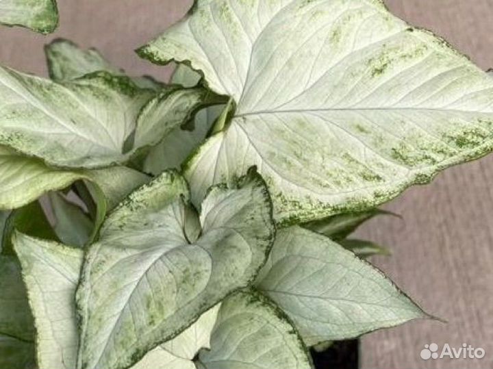 Сингониум вайт баттерфляй