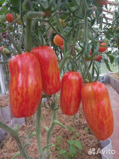 Семена коллекционных сортов