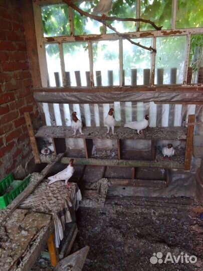 Продажа голубей