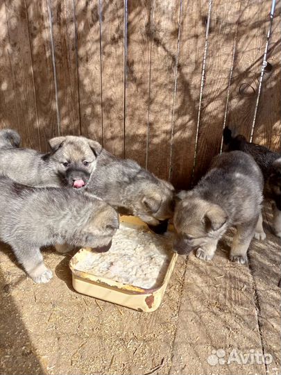 Норвежская лосиная лайка (элкхаунд)