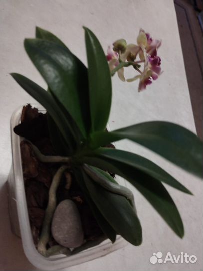 Орхидея фаленопсис Sоgо Gоtris бабочка пелорик цве