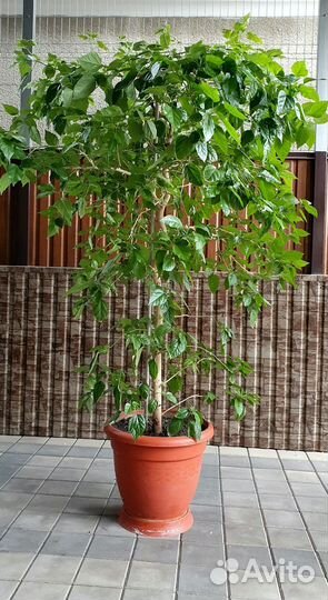 Гибискус китайская роза