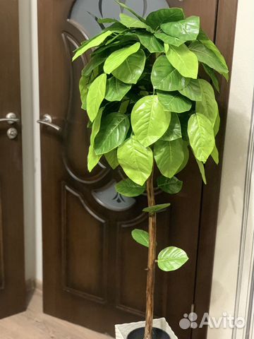 Декоративные растения