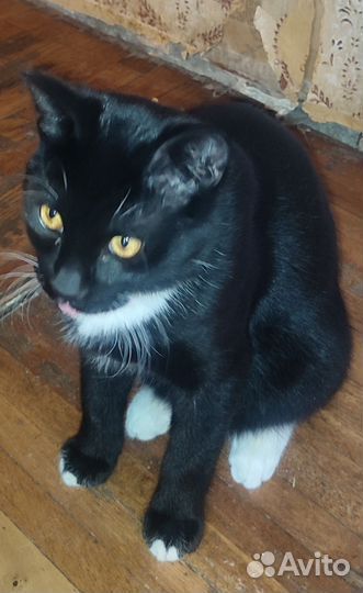 Котёнок в белых носочках 4,5 месяца