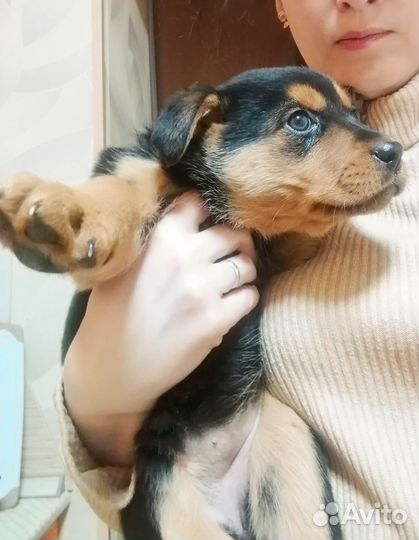 Отдаю в добрые руки