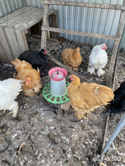 Куры Кохинхин