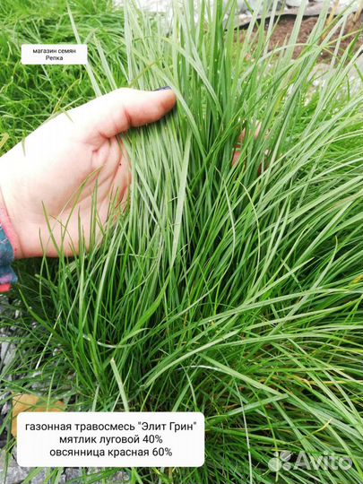 Семена газонной травы