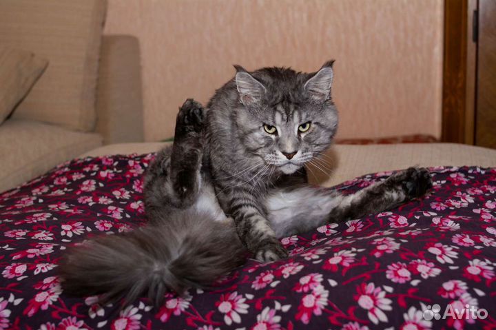 Вязка Мейн кун