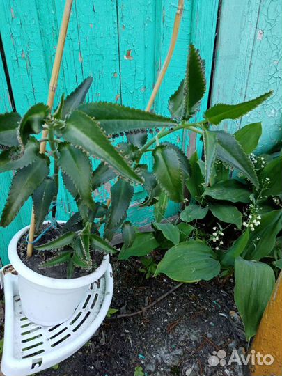 Комнатные цветы каланхоэ